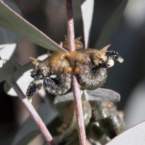 Pseudoperga sp. (genus) at Acton, ACT - 13 May 2020