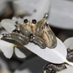 Pseudoperga sp. (genus) at Acton, ACT - 13 May 2020