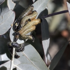 Pseudoperga sp. (genus) at Acton, ACT - 13 May 2020