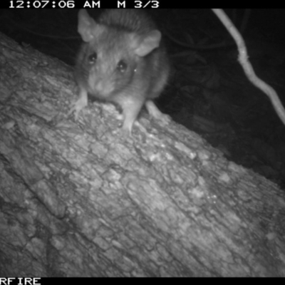 Rattus rattus (Black Rat) at Tathra Public School - 4 Dec 2013 by AndrewMcCutcheon