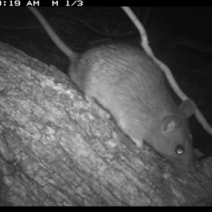 Rattus rattus at Tathra Public School - 4 Dec 2013 12:10 AM