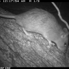 Rattus rattus at Tathra Public School - 4 Dec 2013 12:10 AM