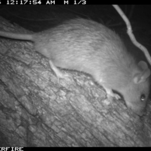 Rattus rattus at Tathra Public School - 4 Dec 2013 12:10 AM