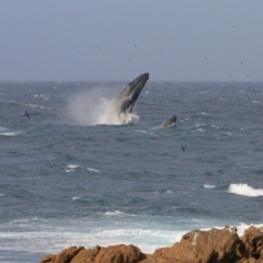 Megaptera novaeangliae (Humpback Whale) at Tathra, NSW - 13 Oct 2013 by AndrewMcCutcheon