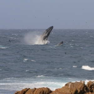 Megaptera novaeangliae at Tathra, NSW - 13 Oct 2013 02:14 PM