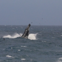 Megaptera novaeangliae at Tathra, NSW - 13 Oct 2013 02:14 PM