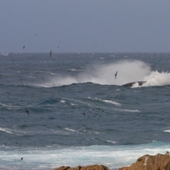 Megaptera novaeangliae at Tathra, NSW - 13 Oct 2013 02:14 PM