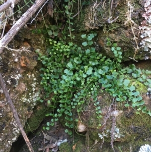 Asplenium flabellifolium at Kowen, ACT - 8 Jun 2020