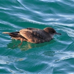 Ardenna tenuirostris (Short-tailed Shearwater, Muttonbird) at Tathra, NSW - 12 Oct 2013 by AndrewMcCutcheon