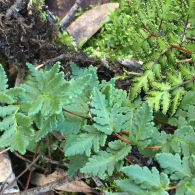 Cheilanthes (genus) (Rock Fern) at Kowen, ACT - 8 Jun 2020 by JaneR