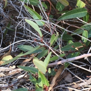 Hardenbergia violacea at Kowen, ACT - 8 Jun 2020 03:00 PM