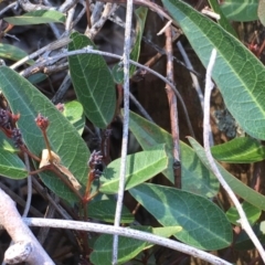 Hardenbergia violacea at Kowen, ACT - 8 Jun 2020