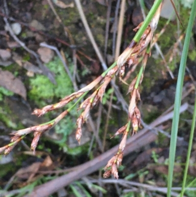 Lepidosperma laterale (Variable Sword Sedge) at Kowen, ACT - 8 Jun 2020 by JaneR