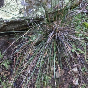 Lepidosperma laterale at Kowen, ACT - 8 Jun 2020