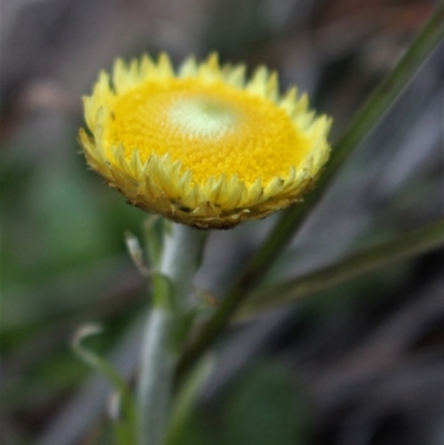 Coronidium scorpioides (Button Everlasting) at Cotter River, ACT - 8 Jun 2020 by Sarah2019