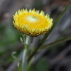 Coronidium scorpioides (Button Everlasting) at Cotter River, ACT - 8 Jun 2020 by Sarah2019