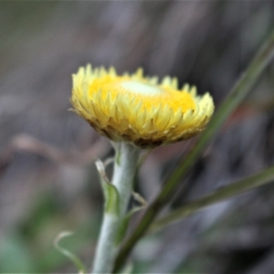 Coronidium scorpioides at Cotter River, ACT - 8 Jun 2020