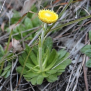 Coronidium scorpioides at Cotter River, ACT - 8 Jun 2020