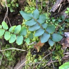 Pellaea calidirupium (Hot Rock Fern) at Kowen, ACT - 8 Jun 2020 by JaneR