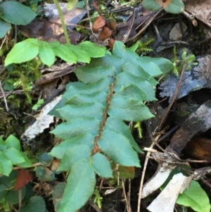 Pellaea calidirupium at Kowen, ACT - 8 Jun 2020