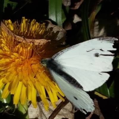 Pieris rapae (Cabbage White) at Latham, ACT - 8 Jun 2020 by tpreston