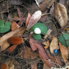 Corybas barbarae (Helmet Orchid, Fairy Lanterns) at Pomona, QLD - 1 Jun 2020 by jenqld