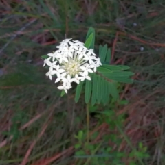 Pimelea linifolia at Tuchekoi National Park - 30 May 2020 by jenqld