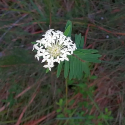 Unidentified Other Shrub at Pomona, QLD - 30 May 2020 by jenqld