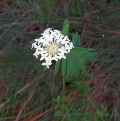 Pimelea linifolia at Pomona, QLD - 31 May 2020 by jenqld