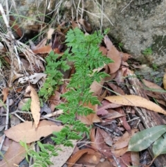 Cheilanthes sieberi (Rock Fern) at Pomona, QLD - 13 May 2020 by jenqld