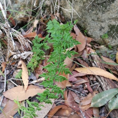 Cheilanthes sieberi (Rock Fern) at Pomona, QLD - 14 May 2020 by jenqld