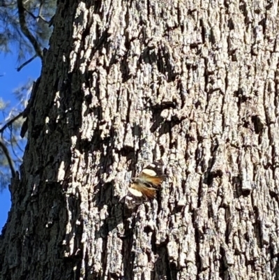 Vanessa itea (Yellow Admiral) at Stromlo, ACT - 8 Jun 2020 by jksmits