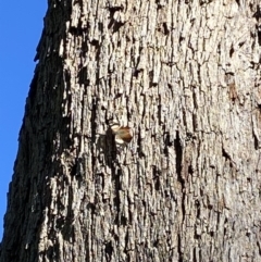 Vanessa itea at Stromlo, ACT - 8 Jun 2020