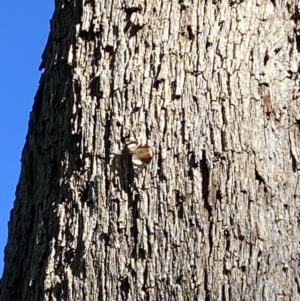 Vanessa itea at Stromlo, ACT - 8 Jun 2020 12:45 PM