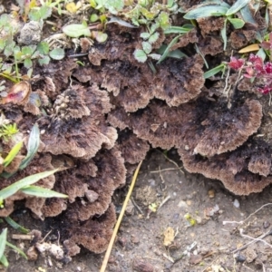 Thelephora terrestris at Coree, ACT - 7 Jun 2020