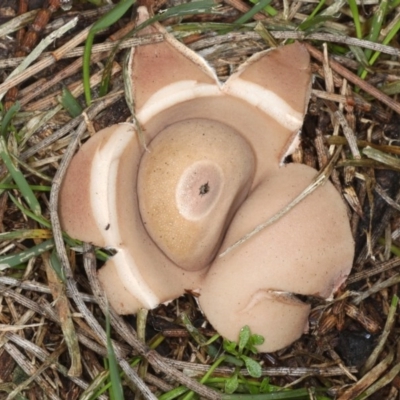Geastrum sp. (genus) (An earthstar) at Majura, ACT - 8 Jun 2020 by jb2602