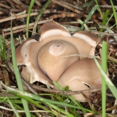 Geastrum sp. at Majura, ACT - 8 Jun 2020