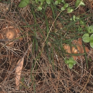 Geastrum sp. at Majura, ACT - 8 Jun 2020