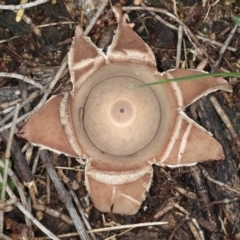 Geastrum sp. at Majura, ACT - 8 Jun 2020