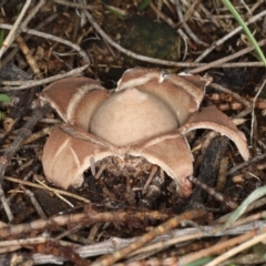 Geastrum sp. at Majura, ACT - 8 Jun 2020