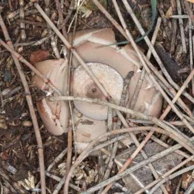 Geastrum sp. (genus) (An earthstar) at Majura, ACT - 8 Jun 2020 by jb2602