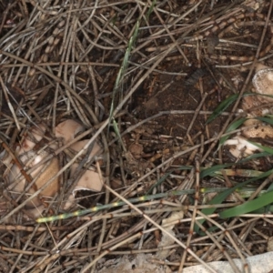 Geastrum sp. at Majura, ACT - 8 Jun 2020