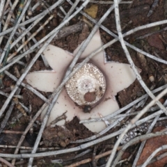 Geastrum sp. (Geastrum sp.) at Majura, ACT - 8 Jun 2020 by jb2602