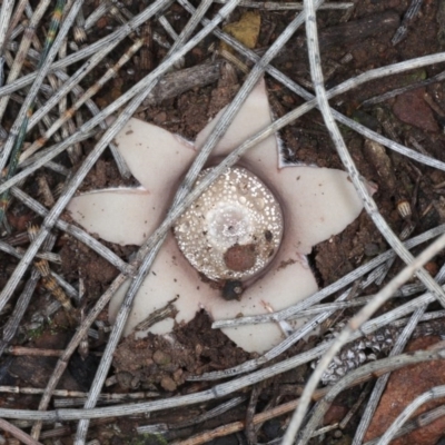 Geastrum sp. (Geastrum sp.) at Mount Ainslie - 8 Jun 2020 by jb2602