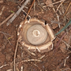 Geastrum sp. (genus) (An earthstar) at Majura, ACT - 8 Jun 2020 by jb2602