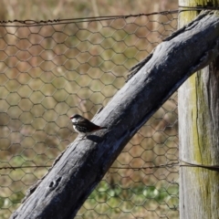 Stagonopleura guttata (Diamond Firetail) at The Pinnacle - 8 Jun 2020 by Tammy