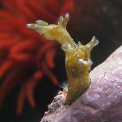 Aplysia parvula (Pygmy Seahare) at Batemans Marine Park - 7 Jun 2020 by melanoxylon