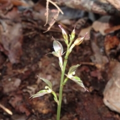 Acianthus fornicatus (Pixie-caps) at Sunshine Beach, QLD - 26 May 2020 by JoanH