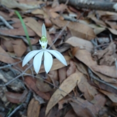 Caladenia catenata (White Fingers) at Noosa National Park - 28 May 2020 by JoanH