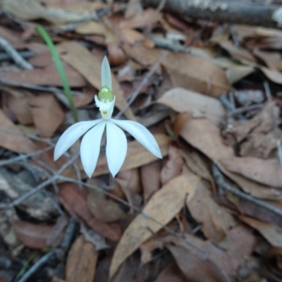 Caladenia catenata (White Fingers) at Noosa Heads, QLD - 28 May 2020 by JoanH